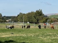 Kurow 