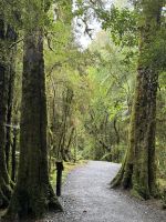Lake Matheson 