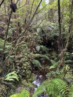 Lake Matheson 