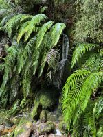 Lake Matheson 