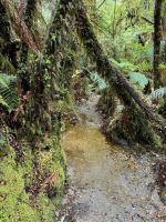 Lake Matheson 