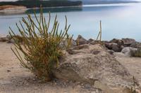 Lake Pukaki 
