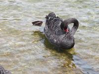 Lake Rotoiti