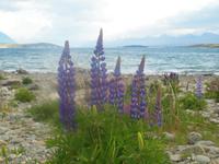 Lake Tekapo