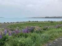 Lake Tekapo