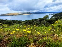 Landschaft nach der Abholzung des Waldes nahe des Hokianga Harbour, Nordinsel