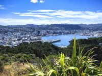 Lookout Wellington