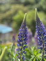 Lupinen