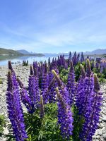 Lupinen