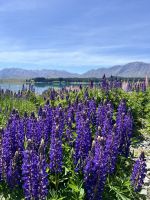 Lupinen