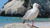 Möwe hat alles im Blick