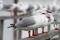 Möwen