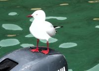 Möwenmodel