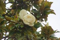 Magnolienbaum (2)