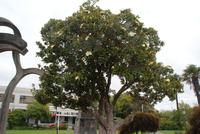 Magnolienbaum