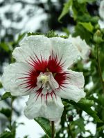 Malvenblüte