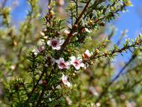 Manuka
