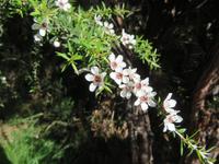 Manukablüten