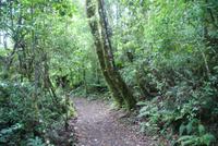 Maori Wanderung