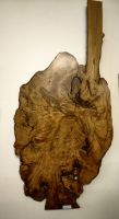 Maserung des Kauribaumes