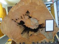 Matakohe Kauri Museum