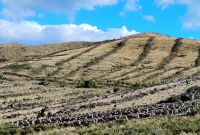 Merino-Schafherde 