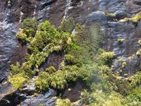 Milford Sound Kreuzfahrt