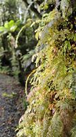 Minnehaha Walk im Westland Tai Poutini National Park