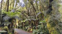 Minnehaha Walk im Westland Tai Poutini National Park