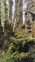 Minnehaha Walk im Westland Tai Poutini National Park