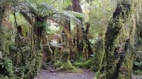 Minnehaha Walk im Westland Tai Poutini National Park