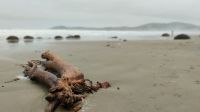 Moeraki Boulder