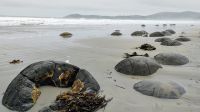 Moeraki Boulder