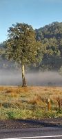 Morgenstimmung