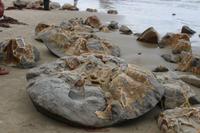 Moueraki Boulders 