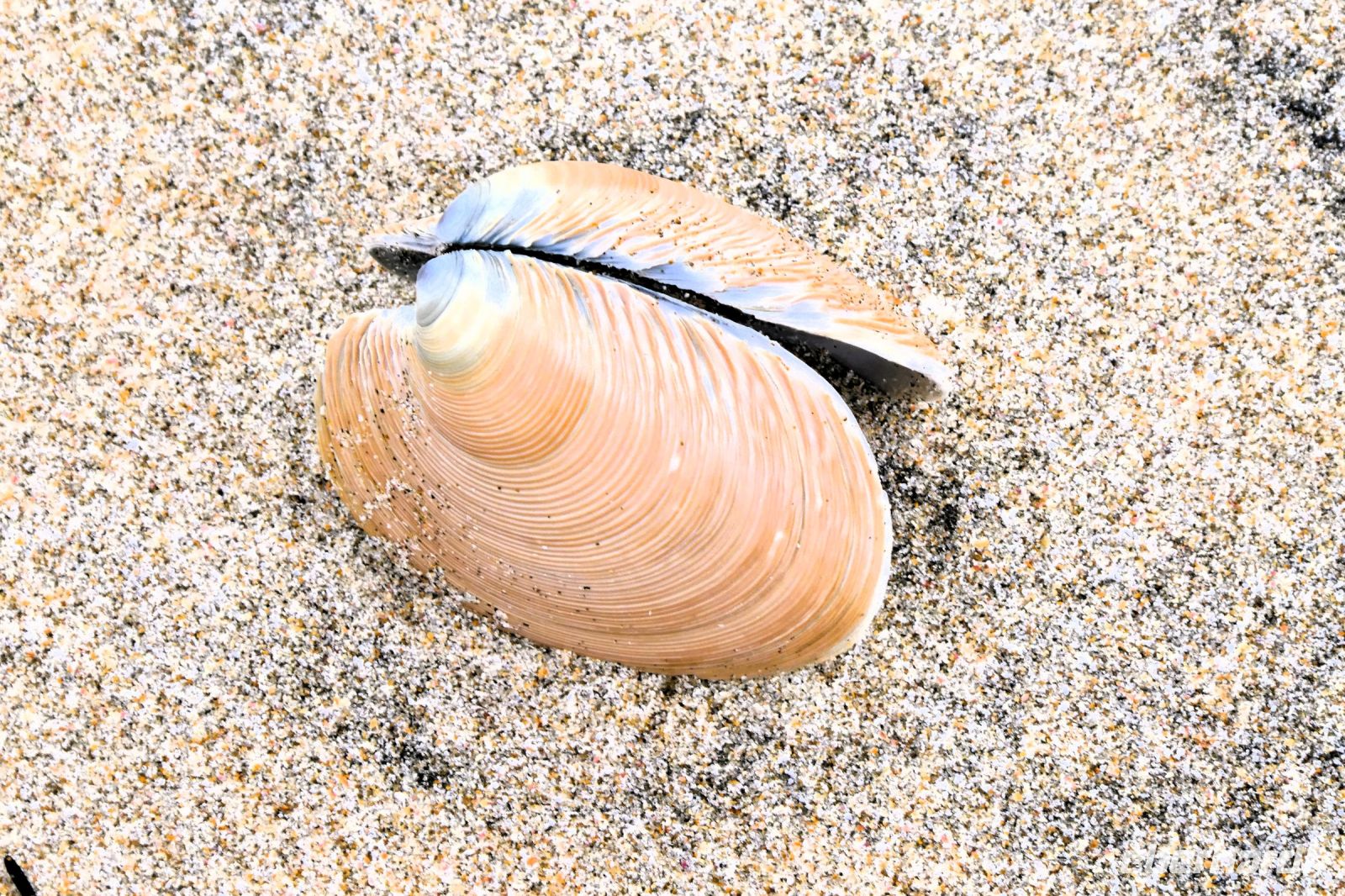 Muschelfund