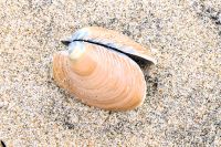 Muschelfund