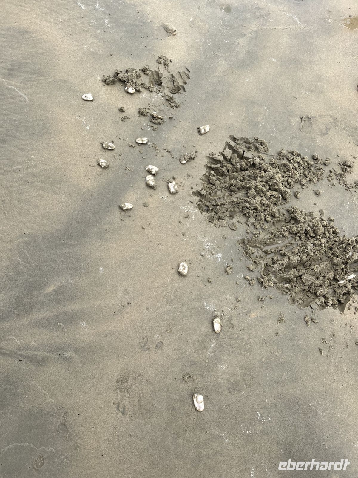 Muscheln am 90 Mile Beach