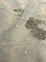 Muscheln am 90 Mile Beach