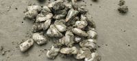 Muscheln am 90-miles-beach 