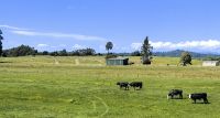 Neben dem Zug grasen friedlich die Kühe, Zugfahrt von Greymouth nach Christchurch