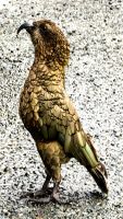 Neugieriger Kea vor einem Wohnmobil, diese Bergpapageien sind endemisch in Neuseeland