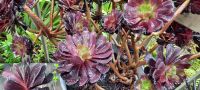 Neuseeland - Stewart Island - Abenteuer Ulva Island