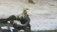 Neuseeland - Stewart Island - Eisvogel