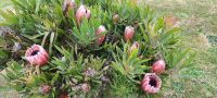 Neuseeland - Stewart Island - Königsprotea