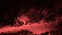 Neuseeland - Stewart Island - Kiwi am nächtlichen Strand