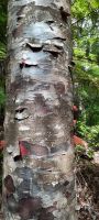 Neuseeland Nordinsel - Coromandel Halbinsel - Whenuakite Kauri Walk