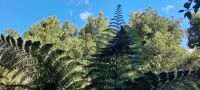Neuseeland Nordinsel - Pukaha Wildlife Centre - Farnwald