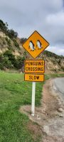 Neuseeland Südinsel -  Oamaru - Achtung Pinguine!