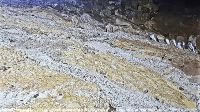 Neuseeland Südinsel -  Oamaru - abends kommen die Zwergpinguine (Blue Penguin) an Land